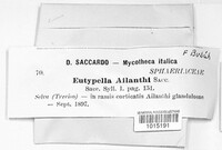 Diaporthe tuberculosa image